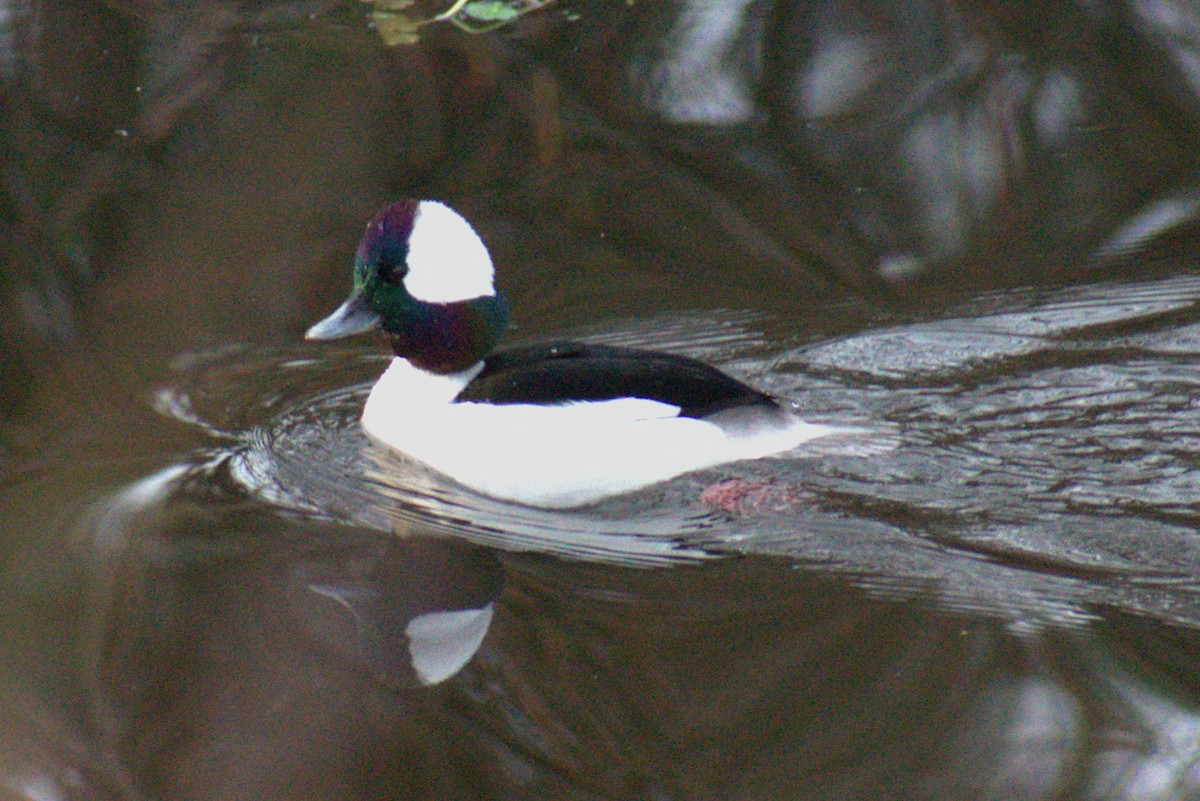 ヒメハジロ - ML647736620