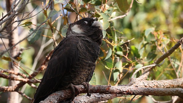 Какатоїс білохвостий - ML647736623