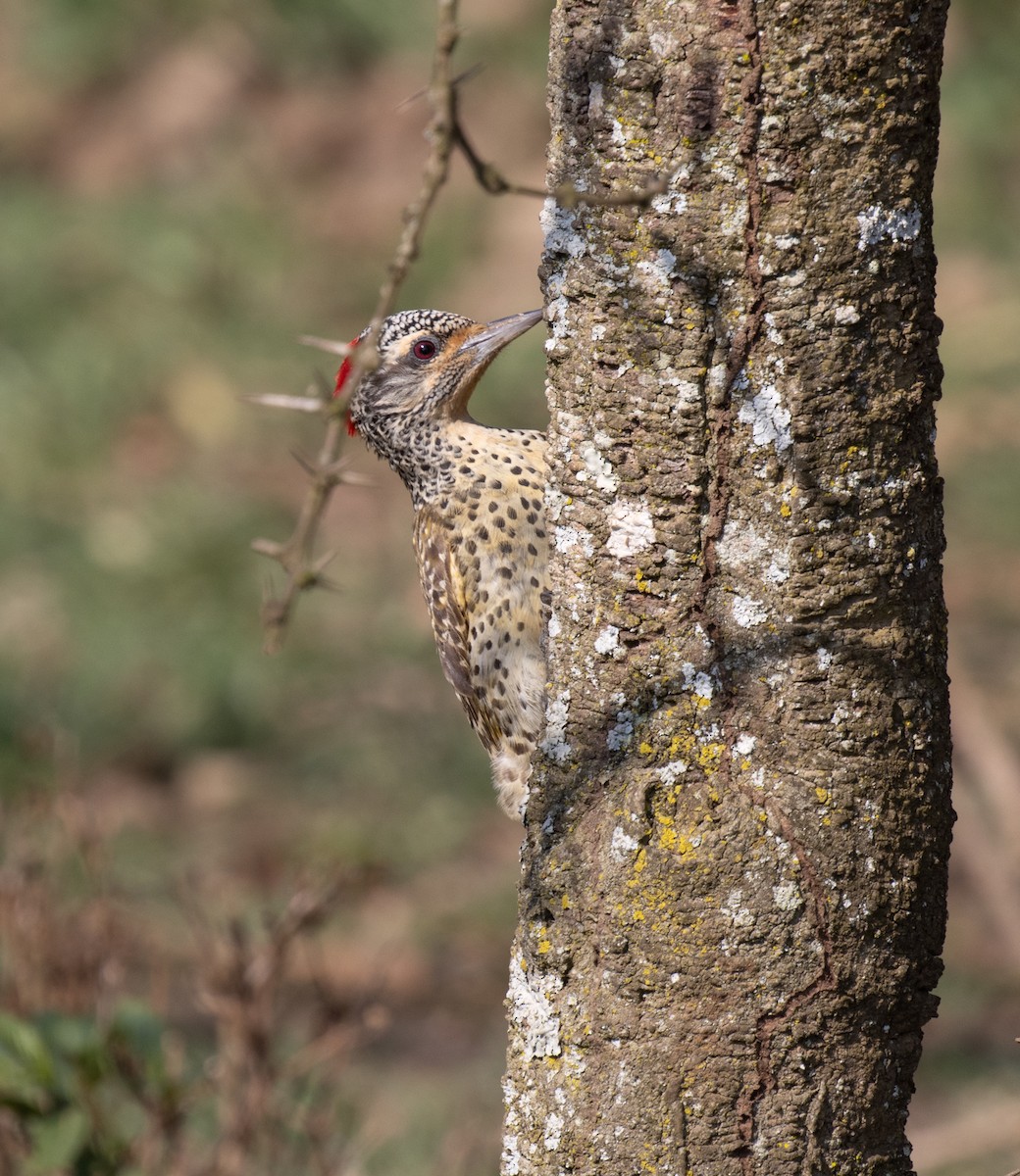 Нубийский дятел - ML647736629