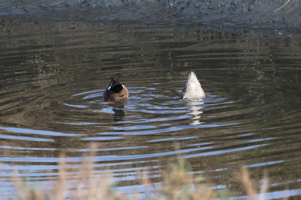 Blue-winged Teal - ML647736631