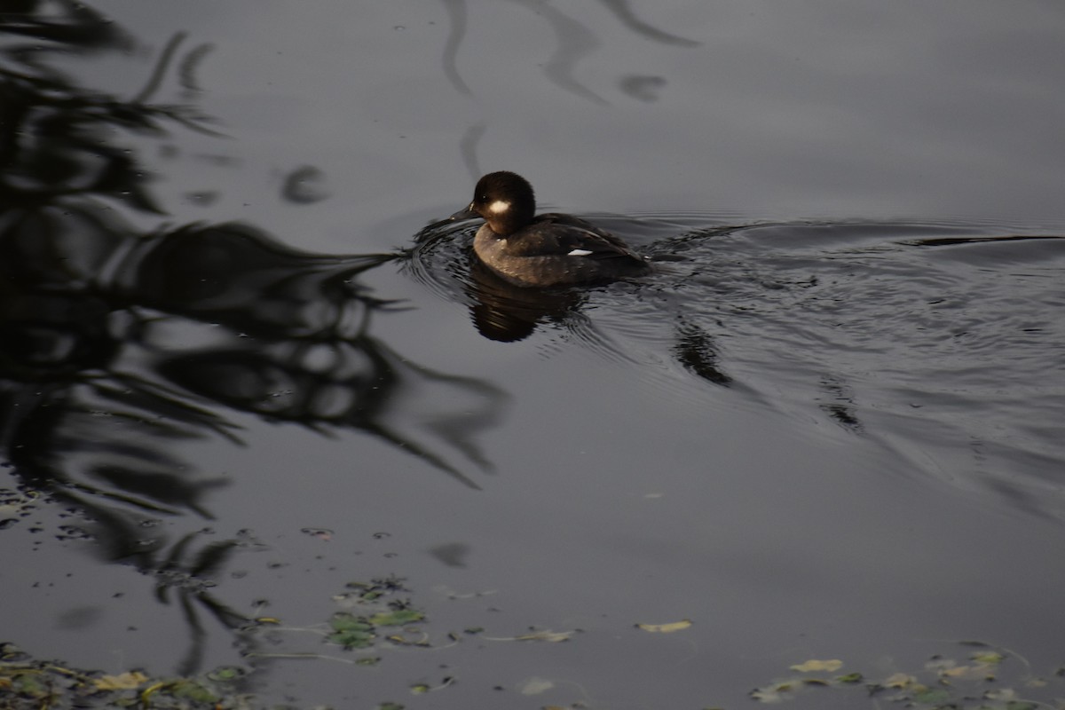 ヒメハジロ - ML647736635