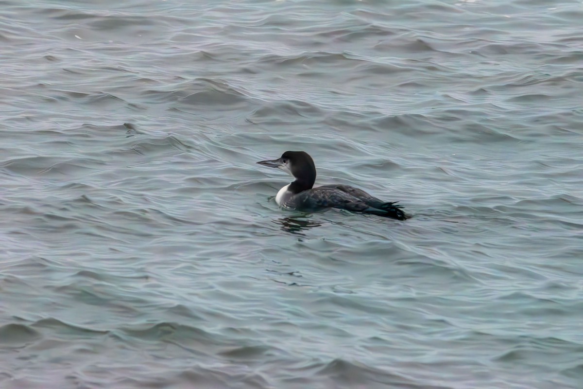 Common Loon - ML647736642
