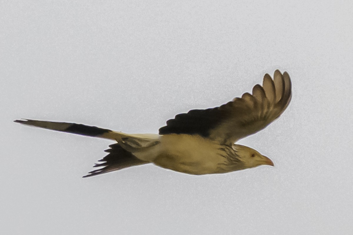 Guira Guguğu - ML647736713