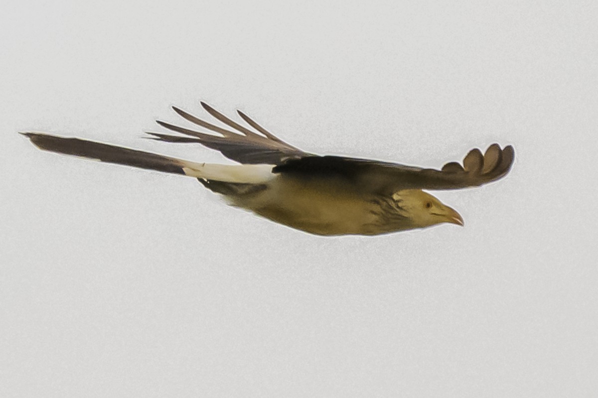 Guira Guguğu - ML647736717