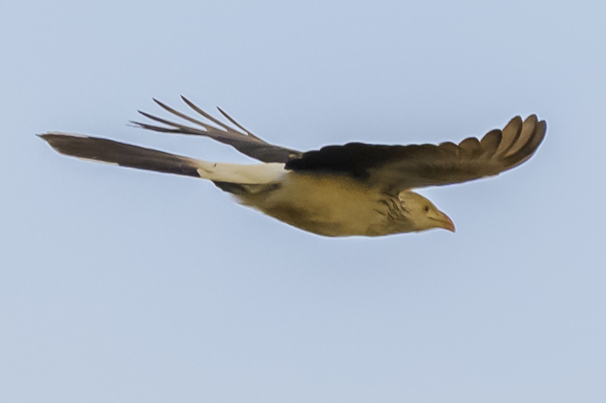 Guira Guguğu - ML647736724