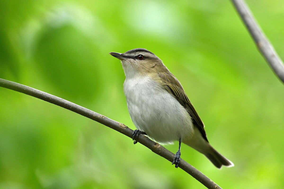 Красноглазый виреон - ML647736725