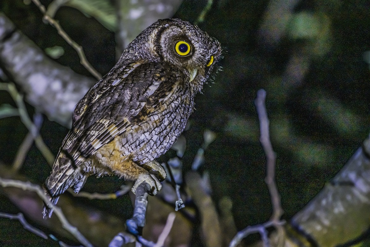 Tropical Screech-Owl - ML647736785