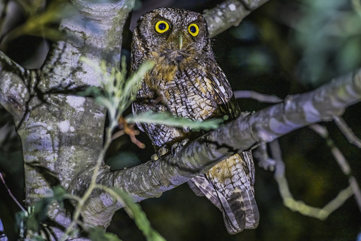 Tropical Screech-Owl - ML647736787