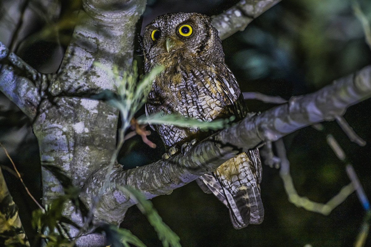 Tropical Screech-Owl - ML647736790