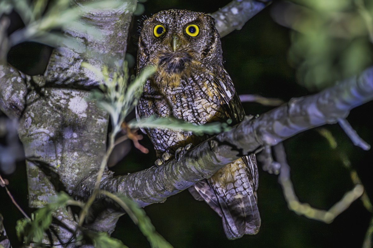 Tropical Screech-Owl - ML647736805