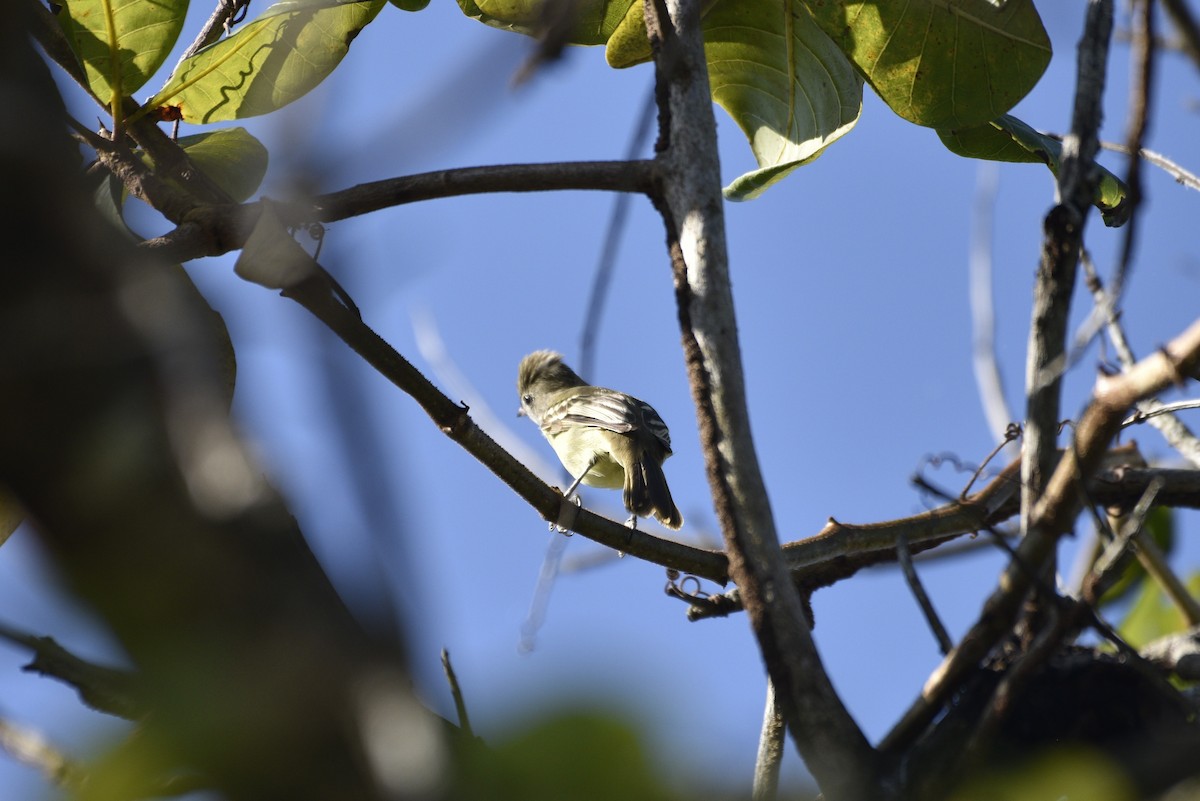 Yellow-bellied Elaenia - ML647736812