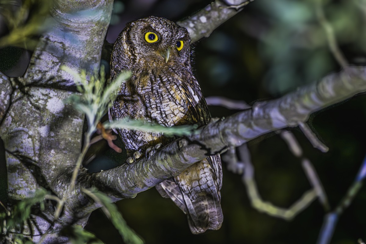 Tropical Screech-Owl - ML647736813