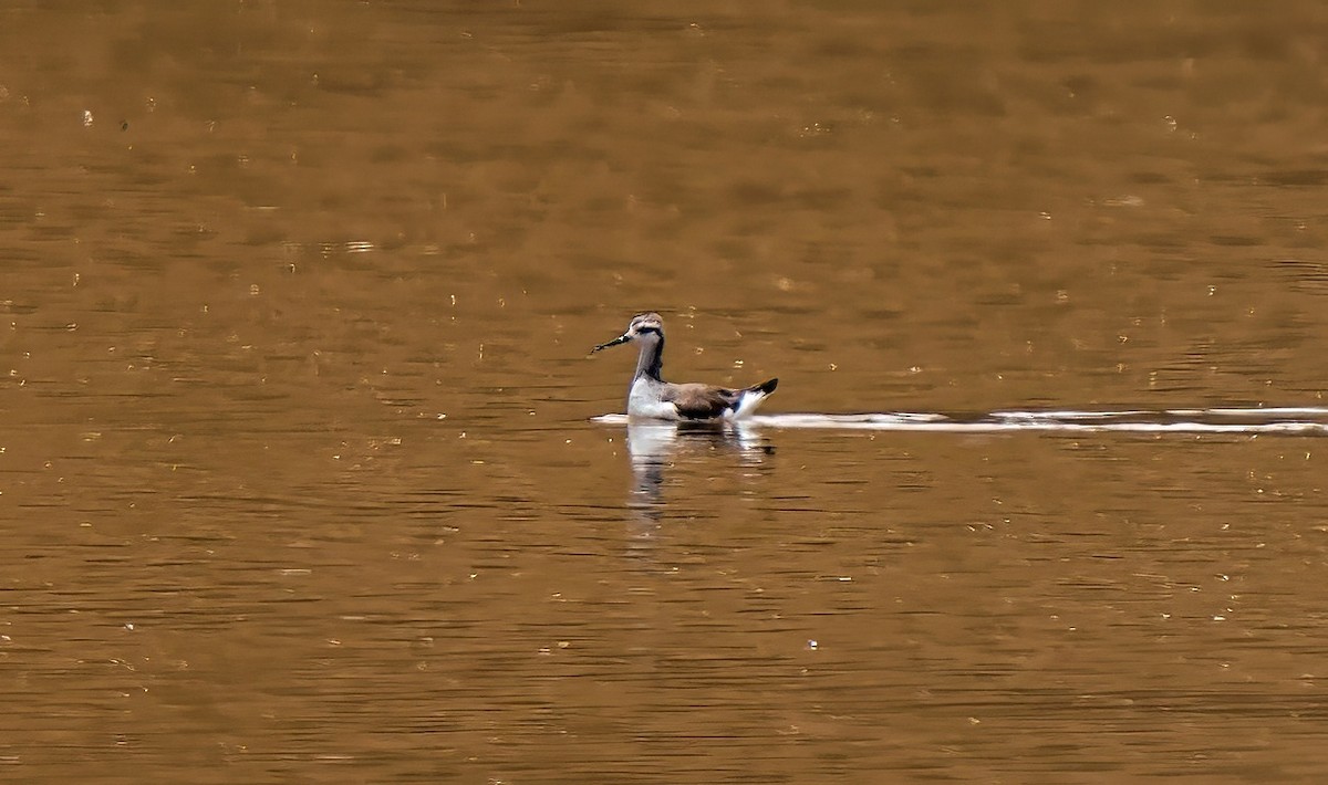 lyskonoh dlouhozobý - ML647736821