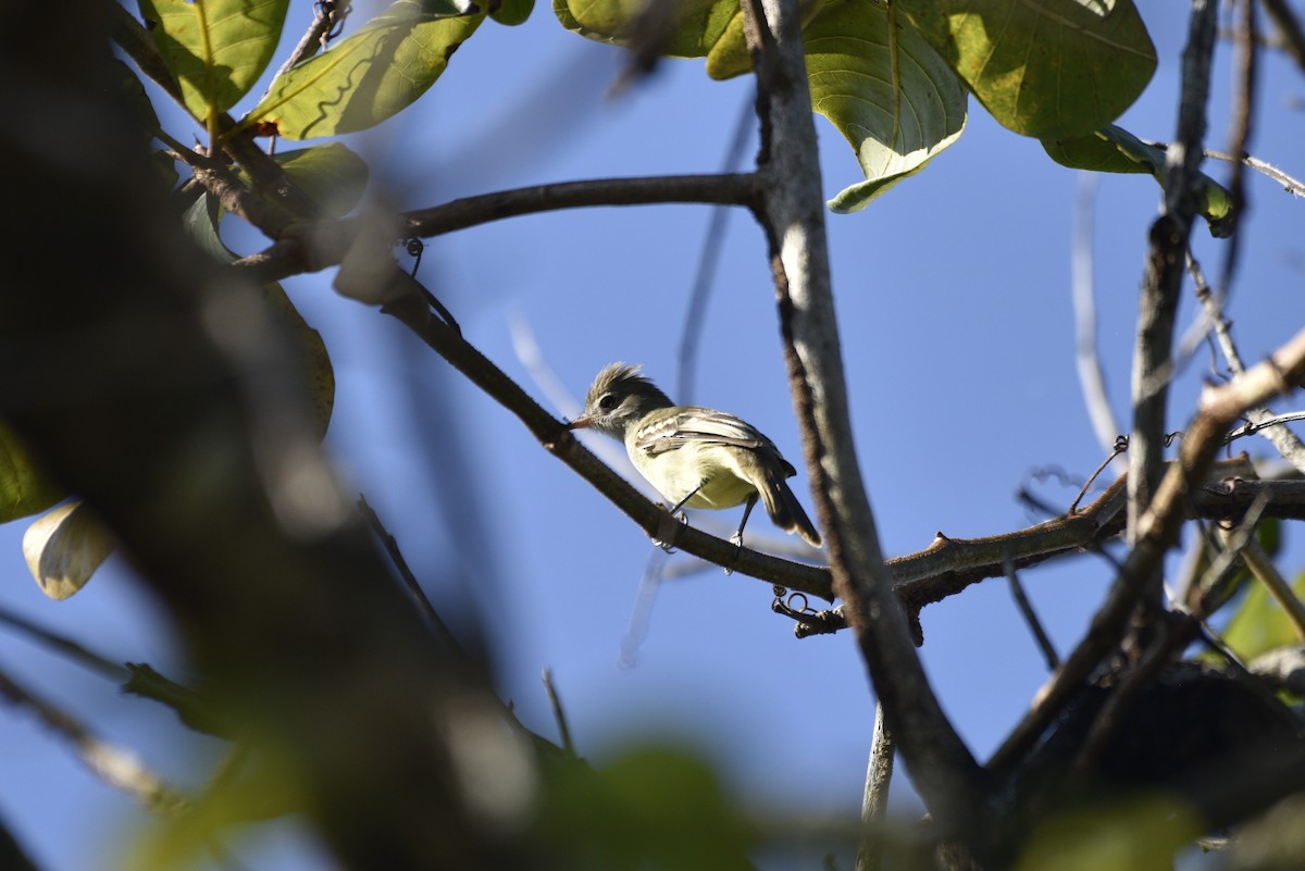 Yellow-bellied Elaenia - ML647736836