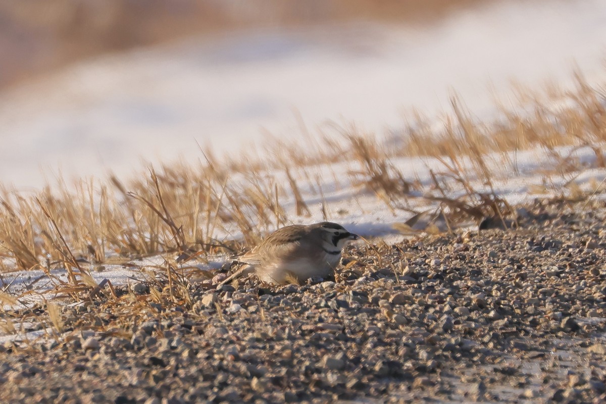 Horned Lark - ML647736841