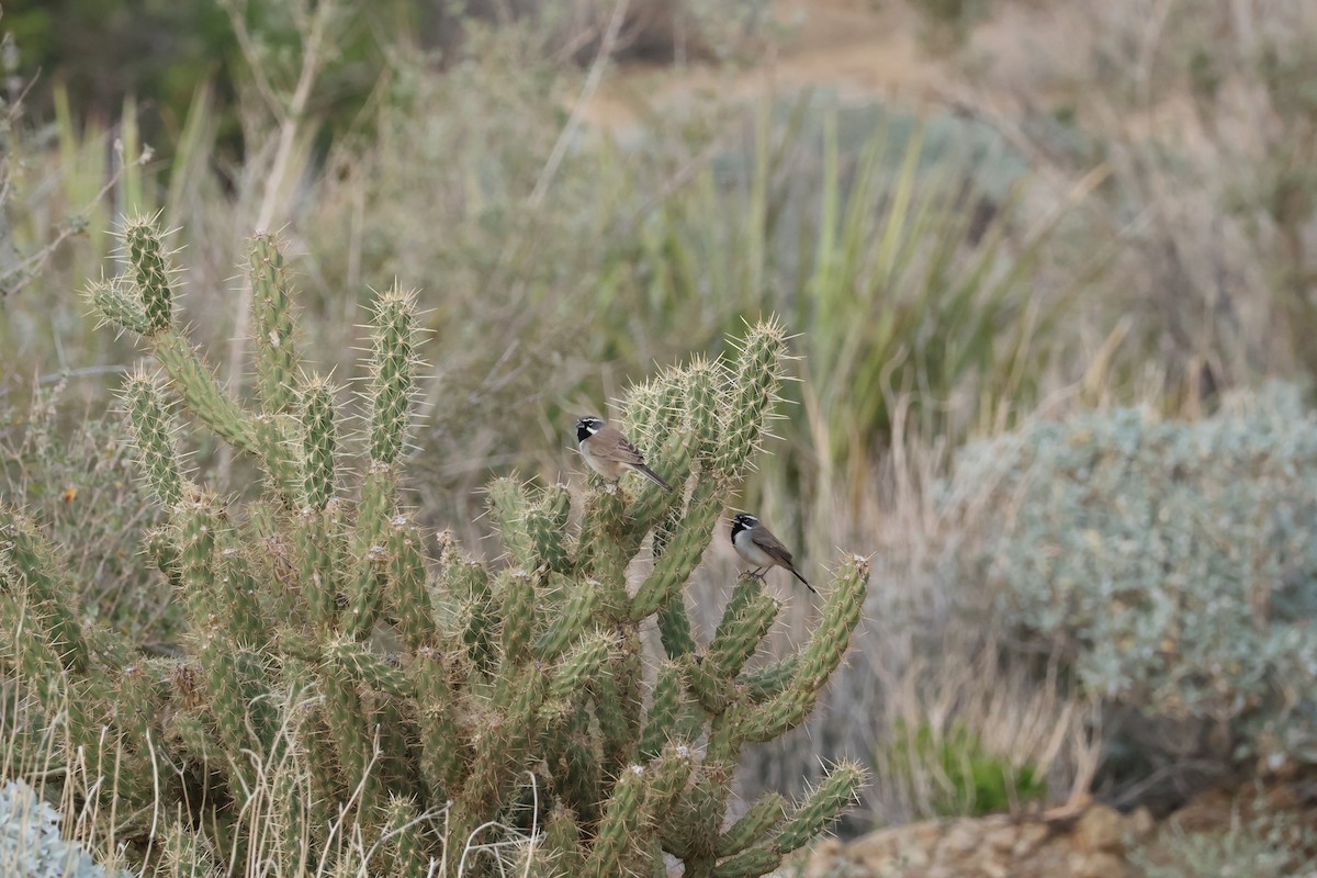 Black-throated Sparrow - ML647736842