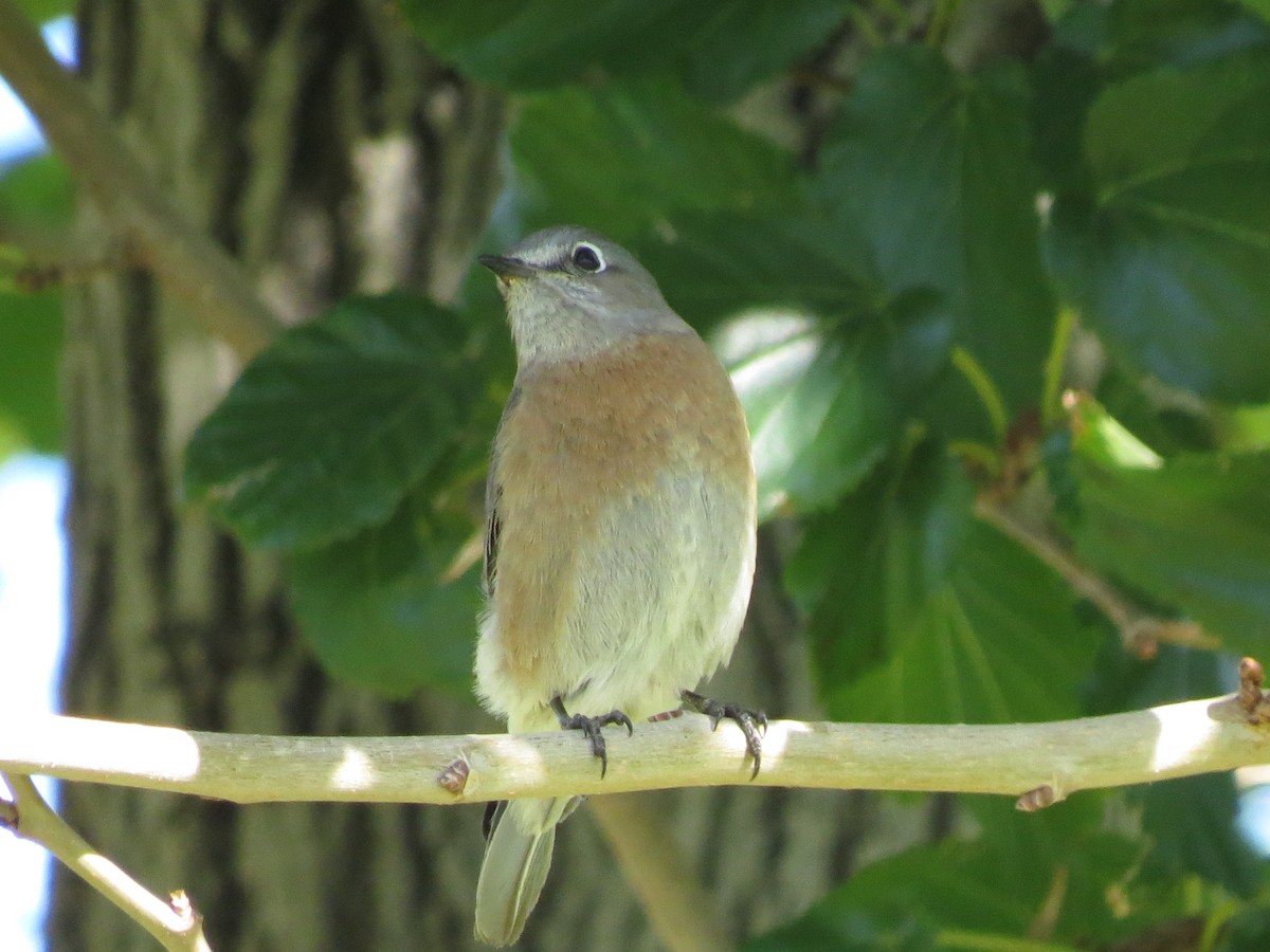 Western Bluebird - ML647736847