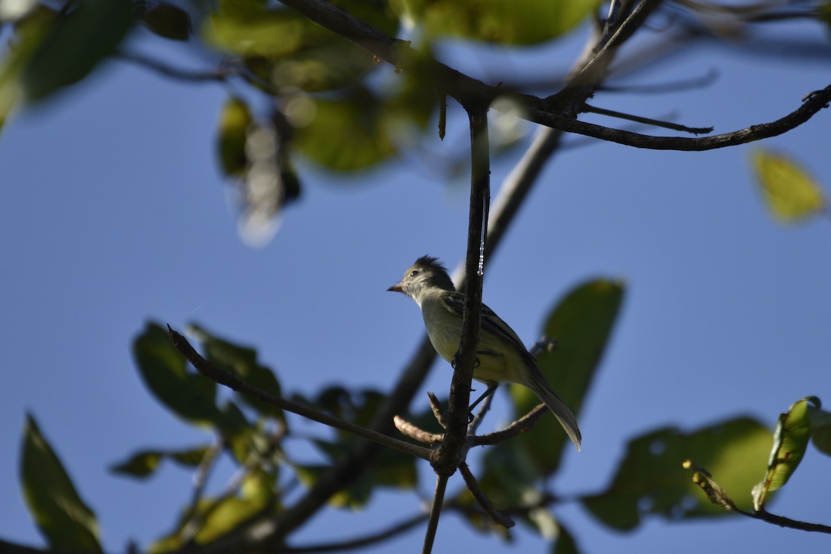 Yellow-bellied Elaenia - ML647736848