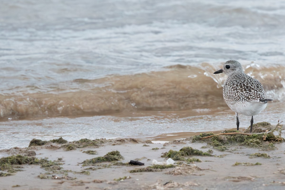 ダイゼン - ML647736855