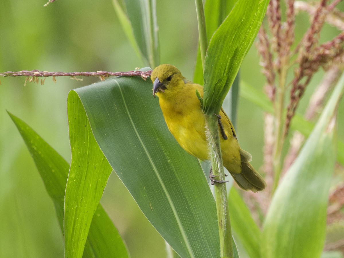 Slender-billed Weaver - ML647736857