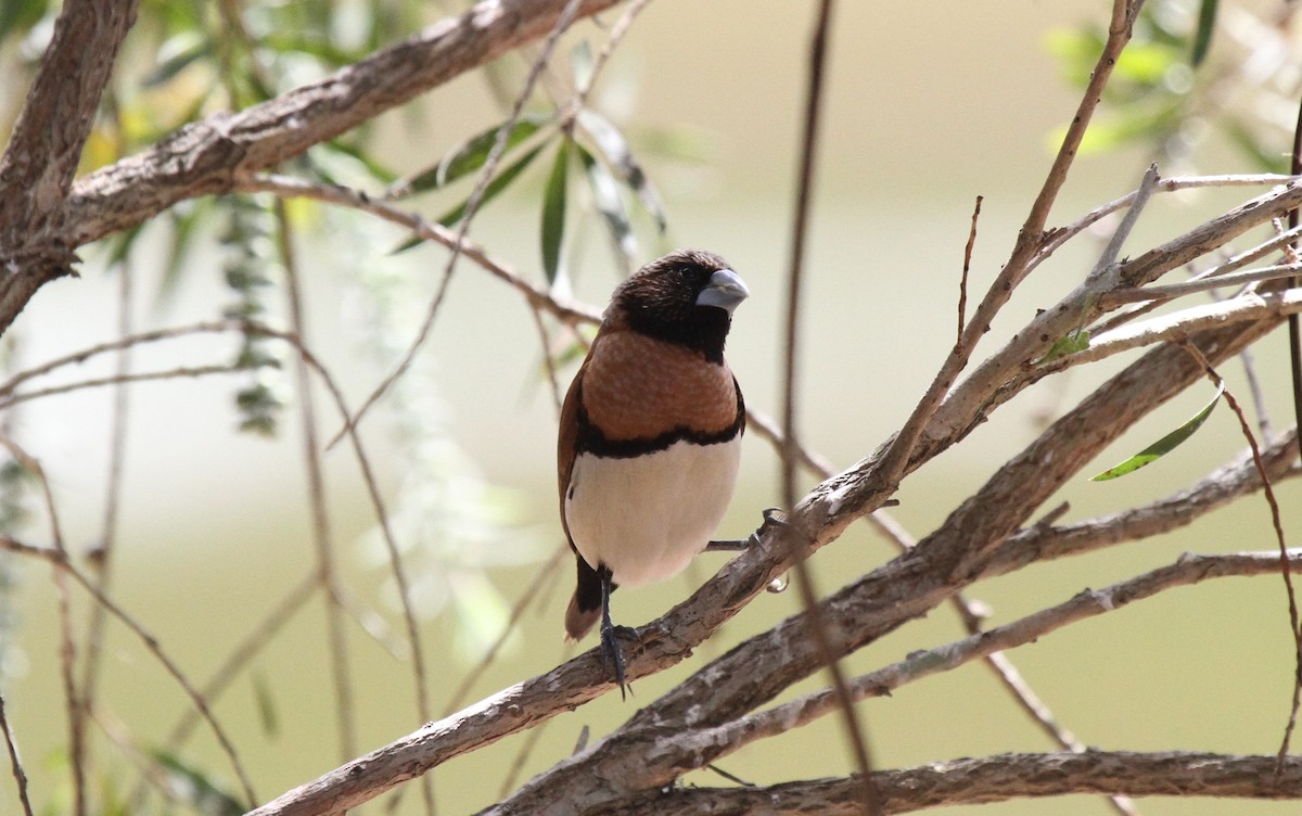Chestnut-breasted Munia - ML647736859