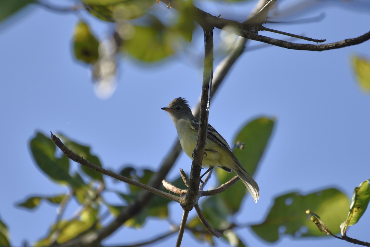Yellow-bellied Elaenia - ML647736874