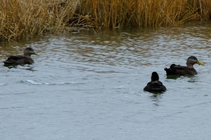 American Black Duck - ML647736877