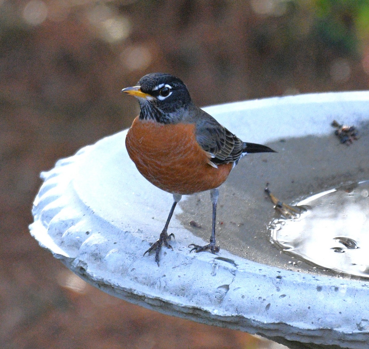 American Robin - ML647736878