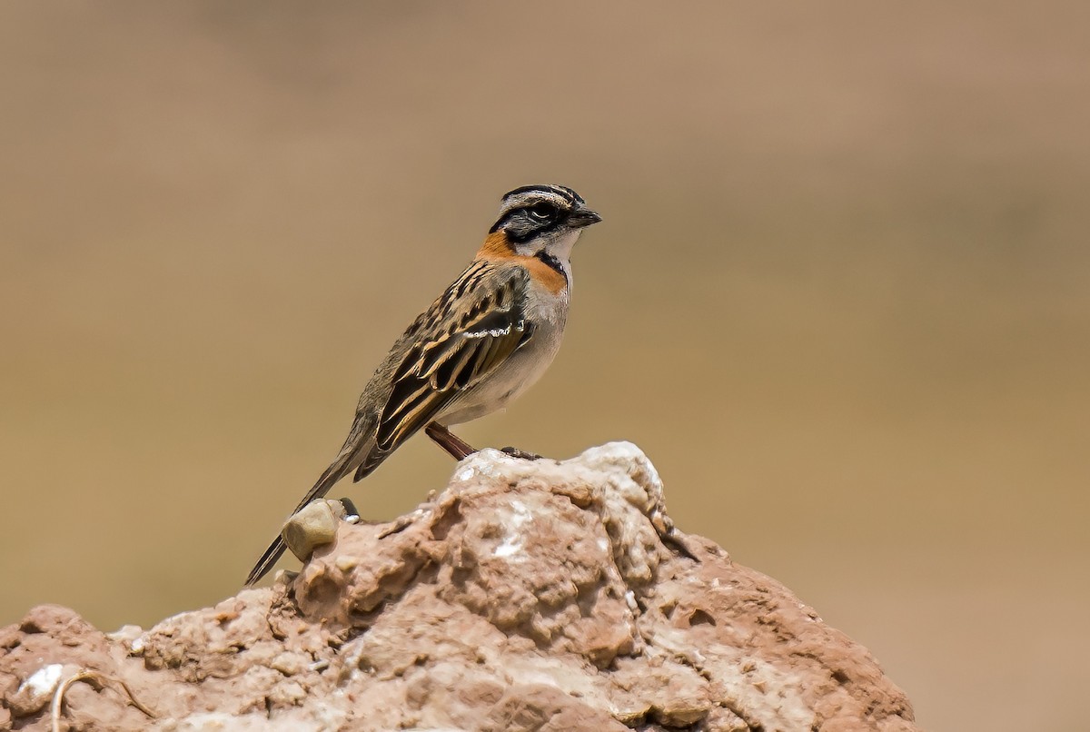 Rufous-collared Sparrow - ML647736879