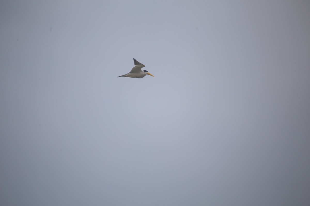 Large-billed Tern - ML647736880