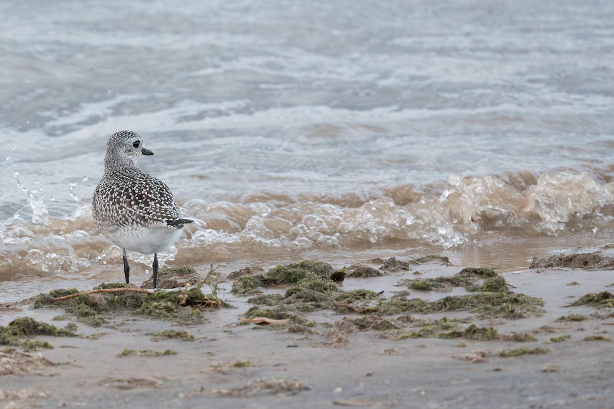 灰斑鴴 - ML647736884