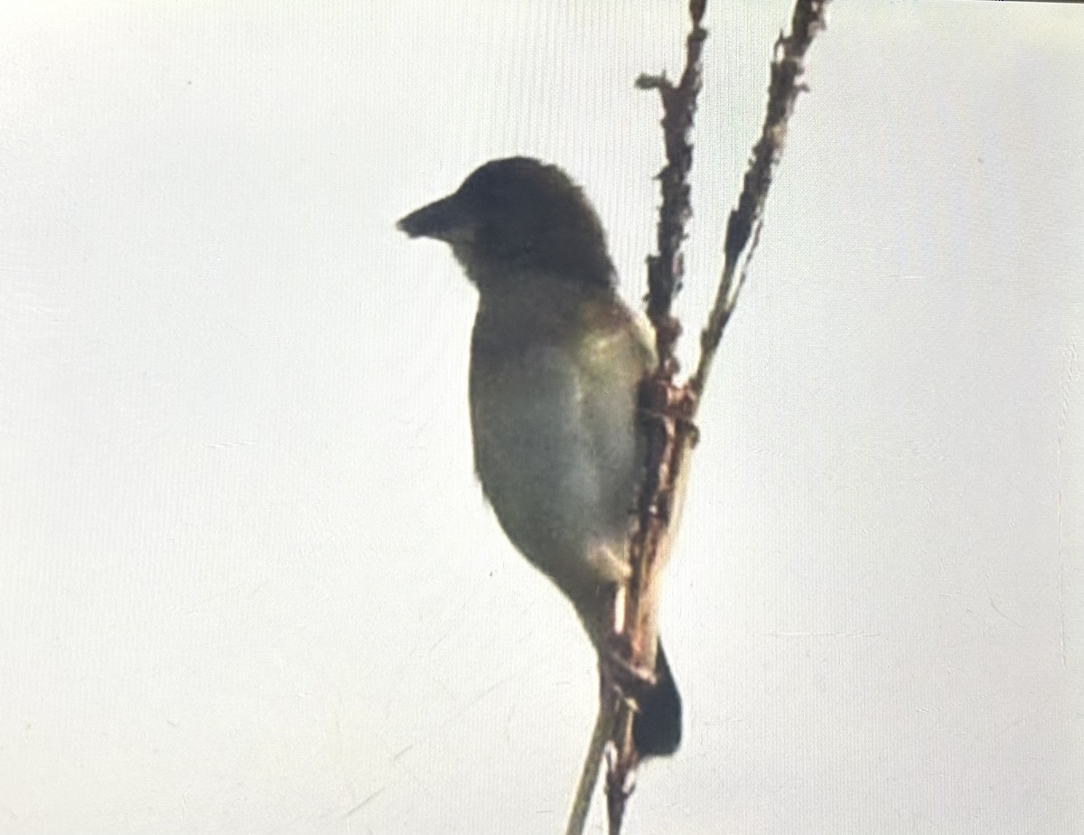 Finn's Weaver - ML647736885