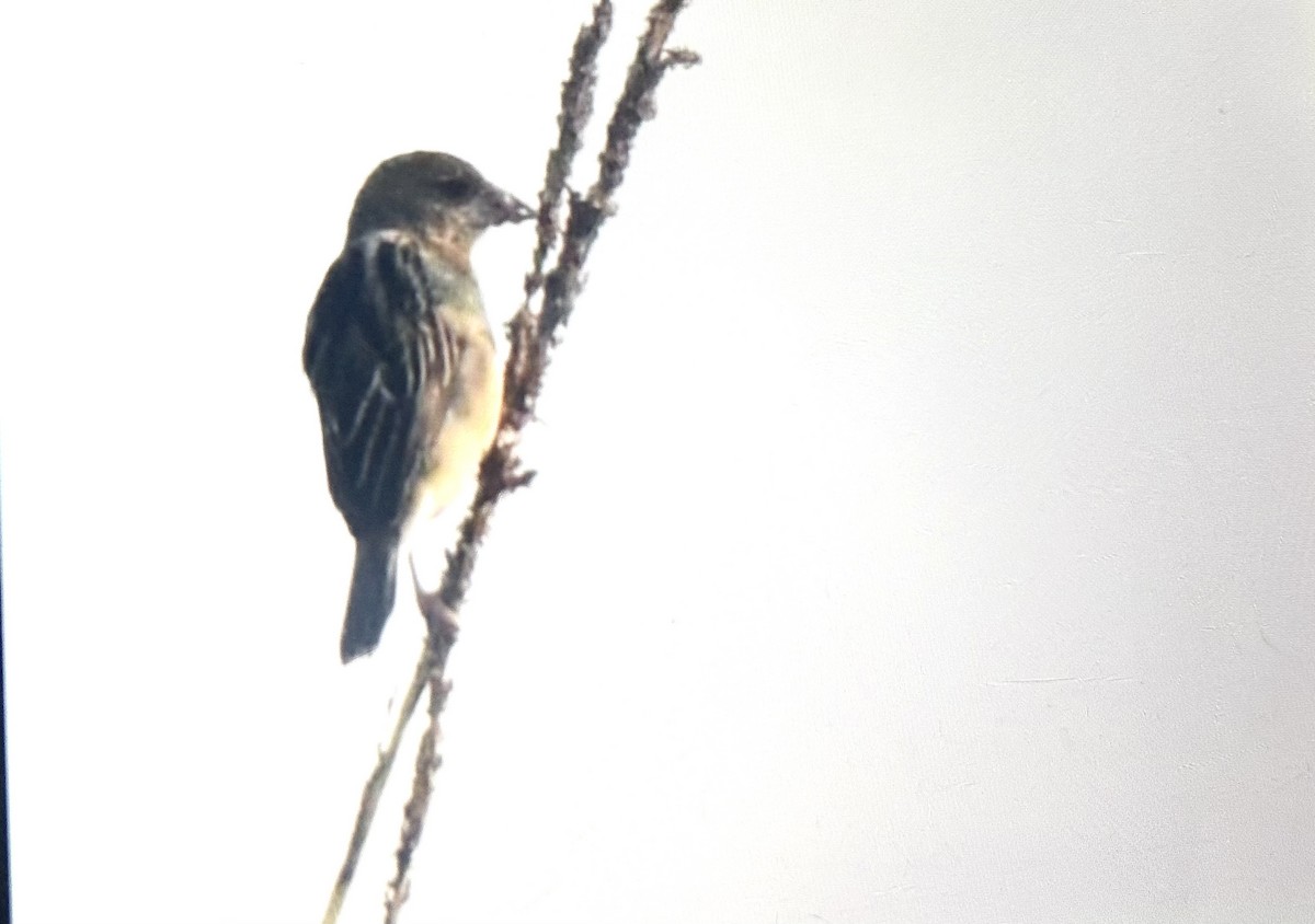 Finn's Weaver - ML647736886