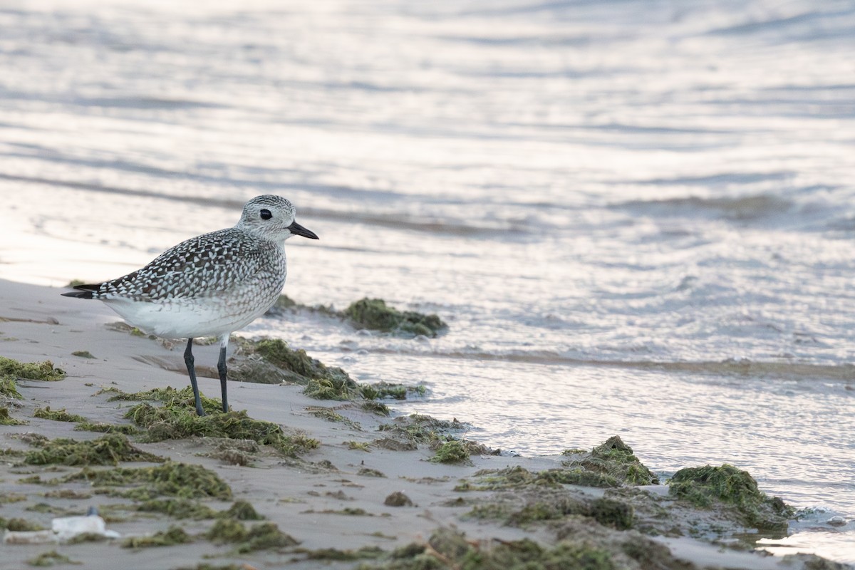 灰斑鴴 - ML647736887