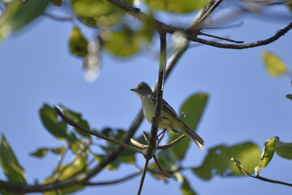 Yellow-bellied Elaenia - ML647736888