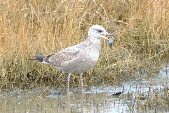 American Herring Gull - ML647736889