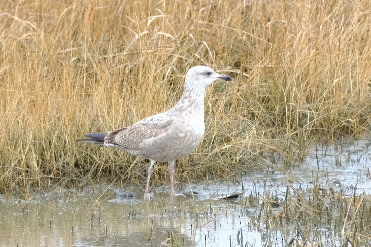 American Herring Gull - ML647736890