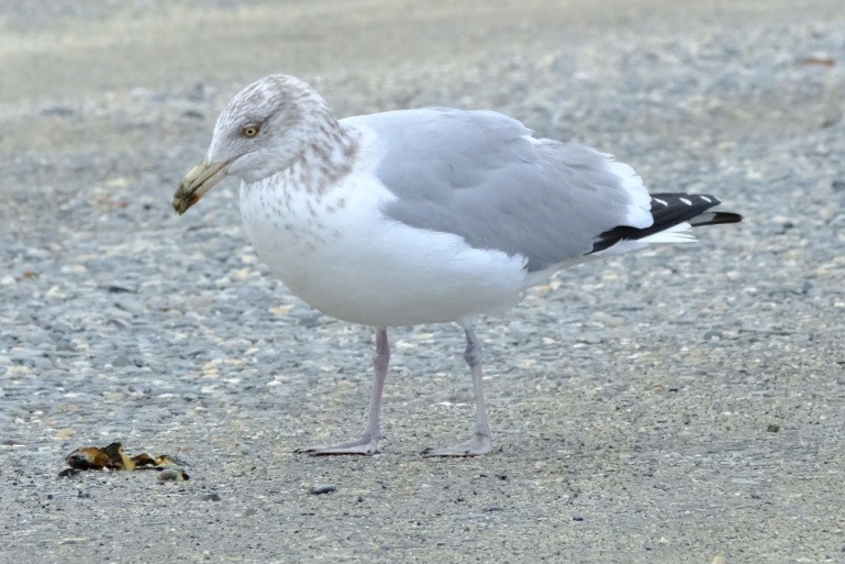 American Herring Gull - ML647736891