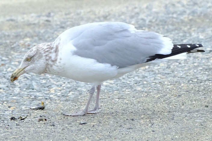 American Herring Gull - ML647736892