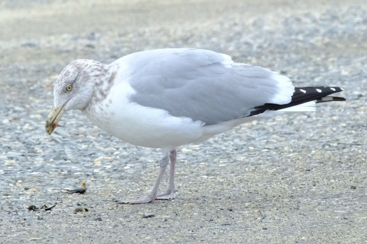 American Herring Gull - ML647736893