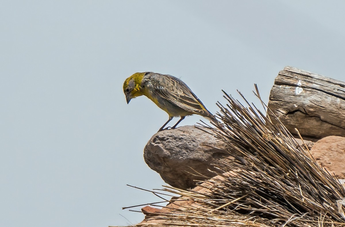 Bright-rumped Yellow-Finch - ML647736894