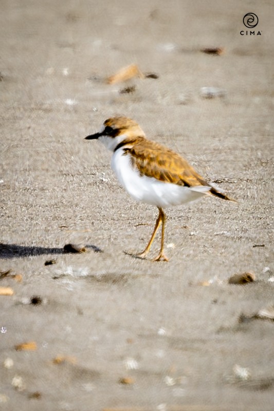 Collared Plover - ML647736895