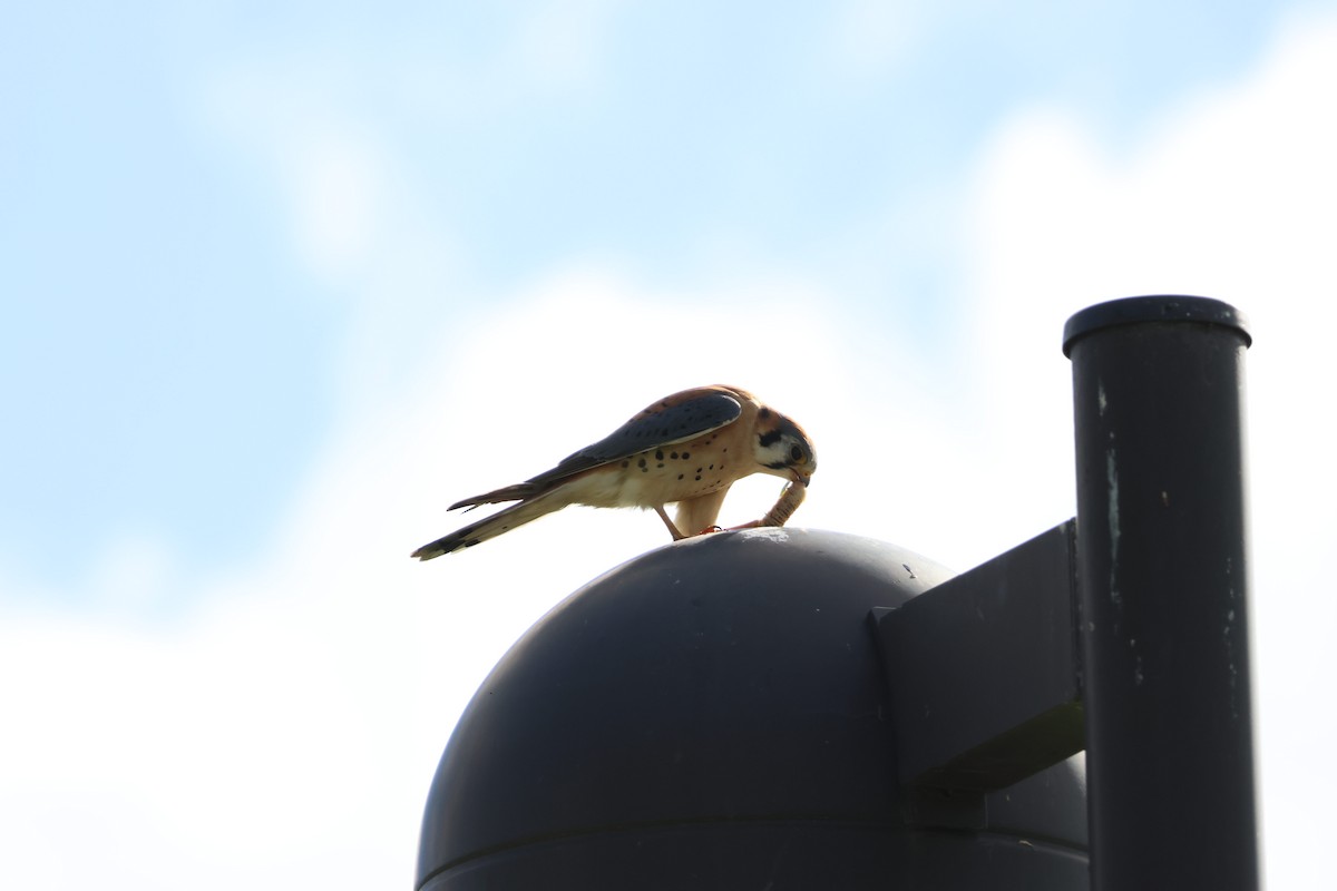 American Kestrel - ML647736896