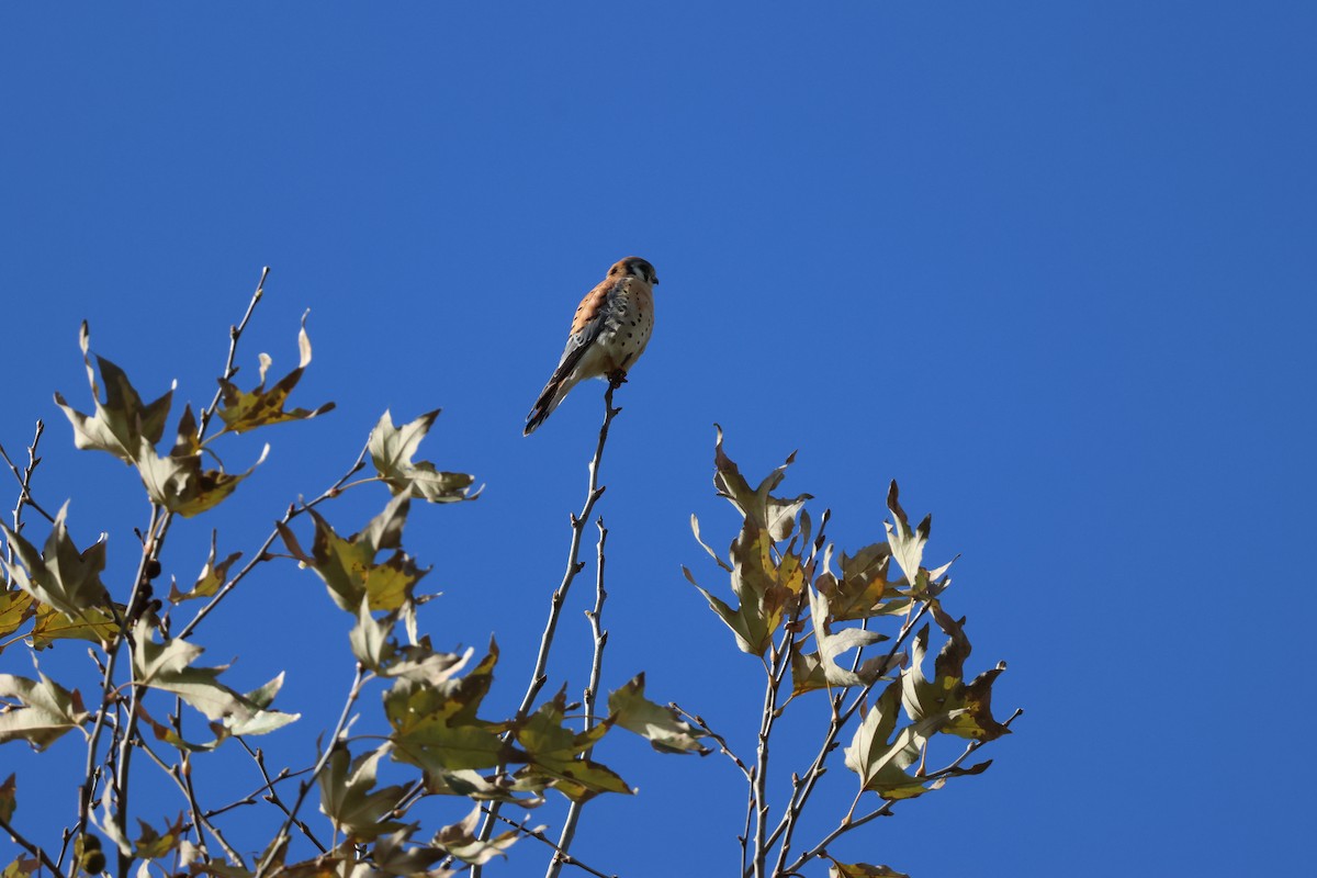 American Kestrel - ML647736897