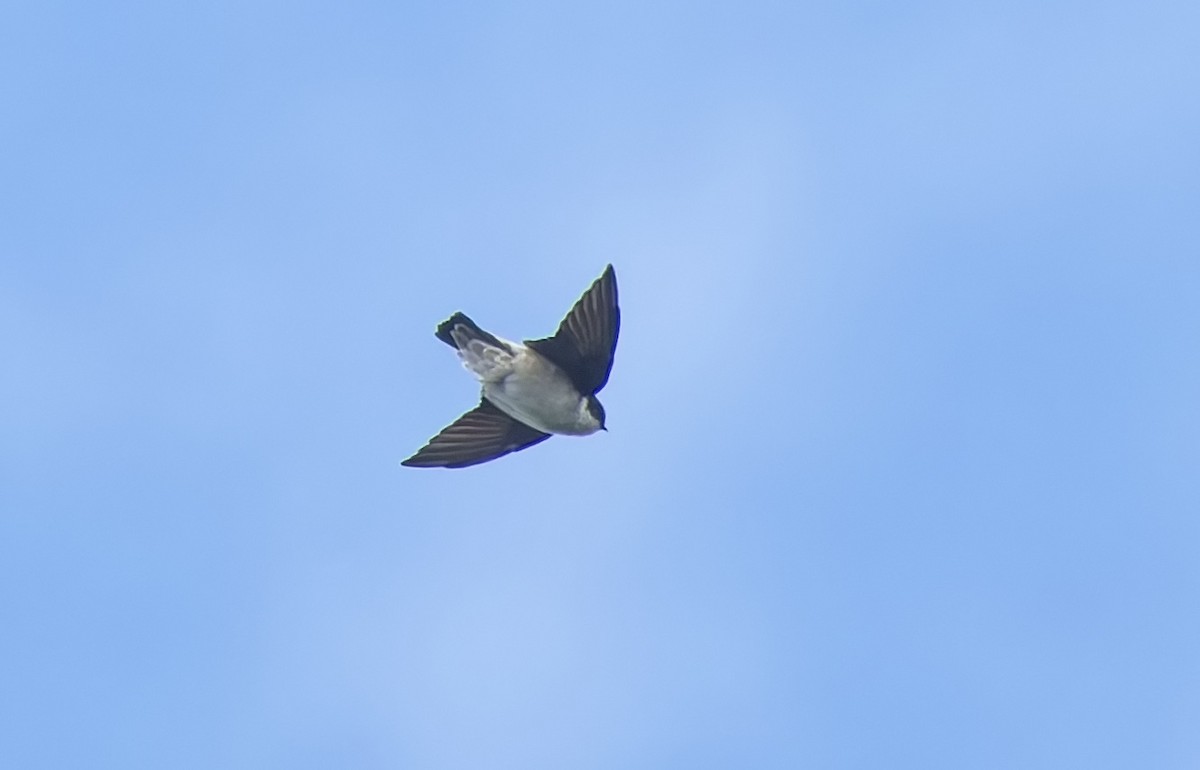 東方毛腳燕 - ML647736898