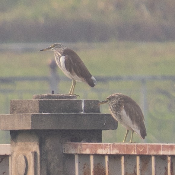 池鷺 - ML647736899