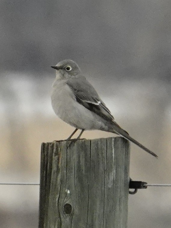 Townsend's Solitaire - ML647736901