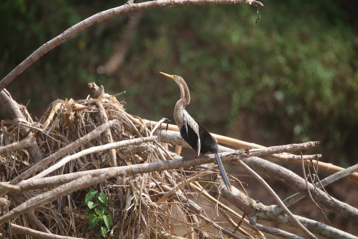 Anhinga - ML647736903