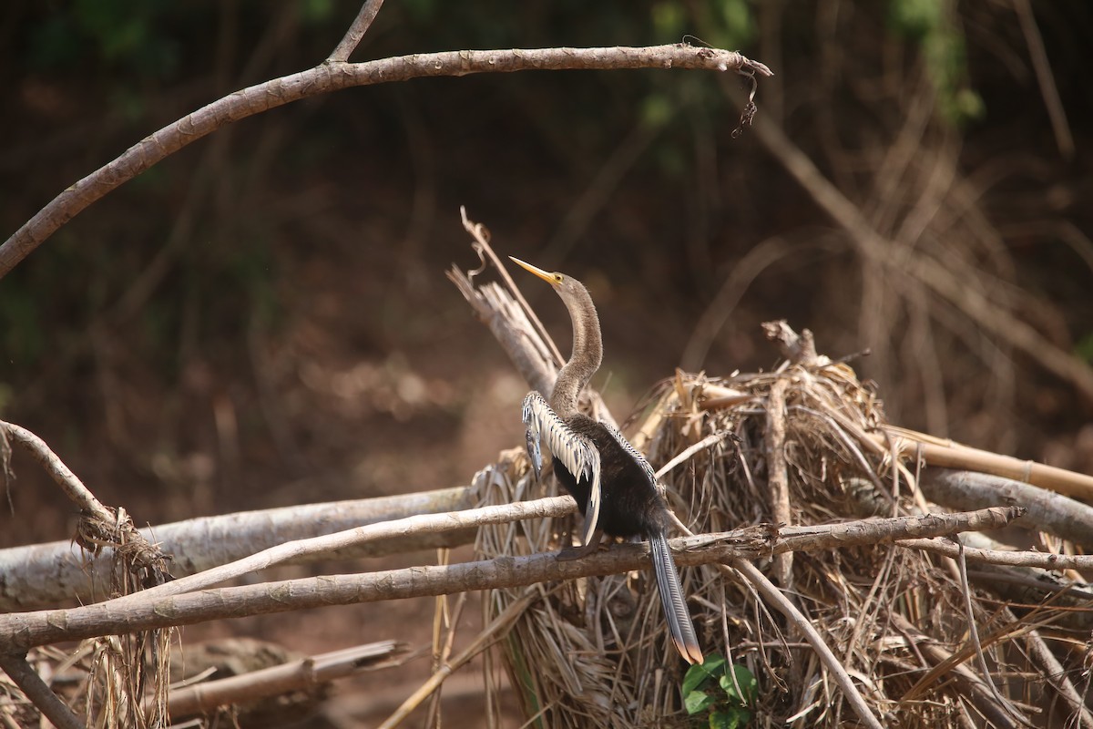 Anhinga - ML647736905