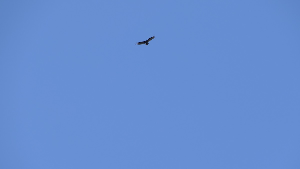 kondor krocanovitý - ML647736915